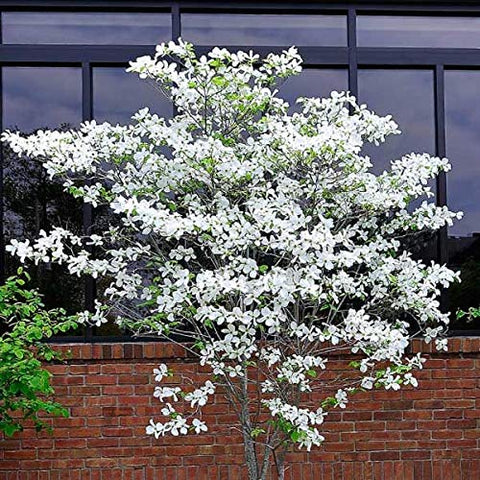 CZ Grain dogwood tree seeds bloom preview for seasonal yard color.