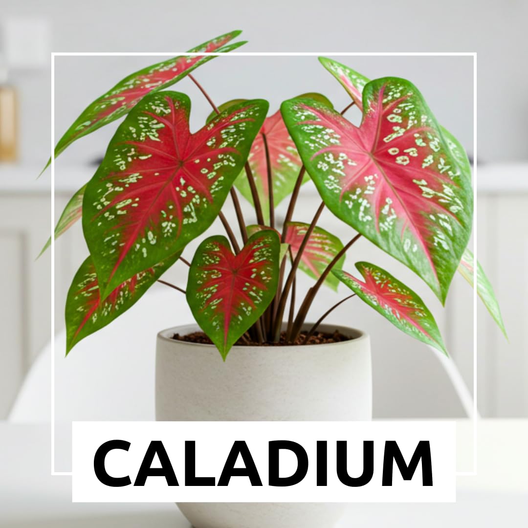 CZ Grain Dragon Heart Caladium Bulbs thriving in container landscaping for patios.