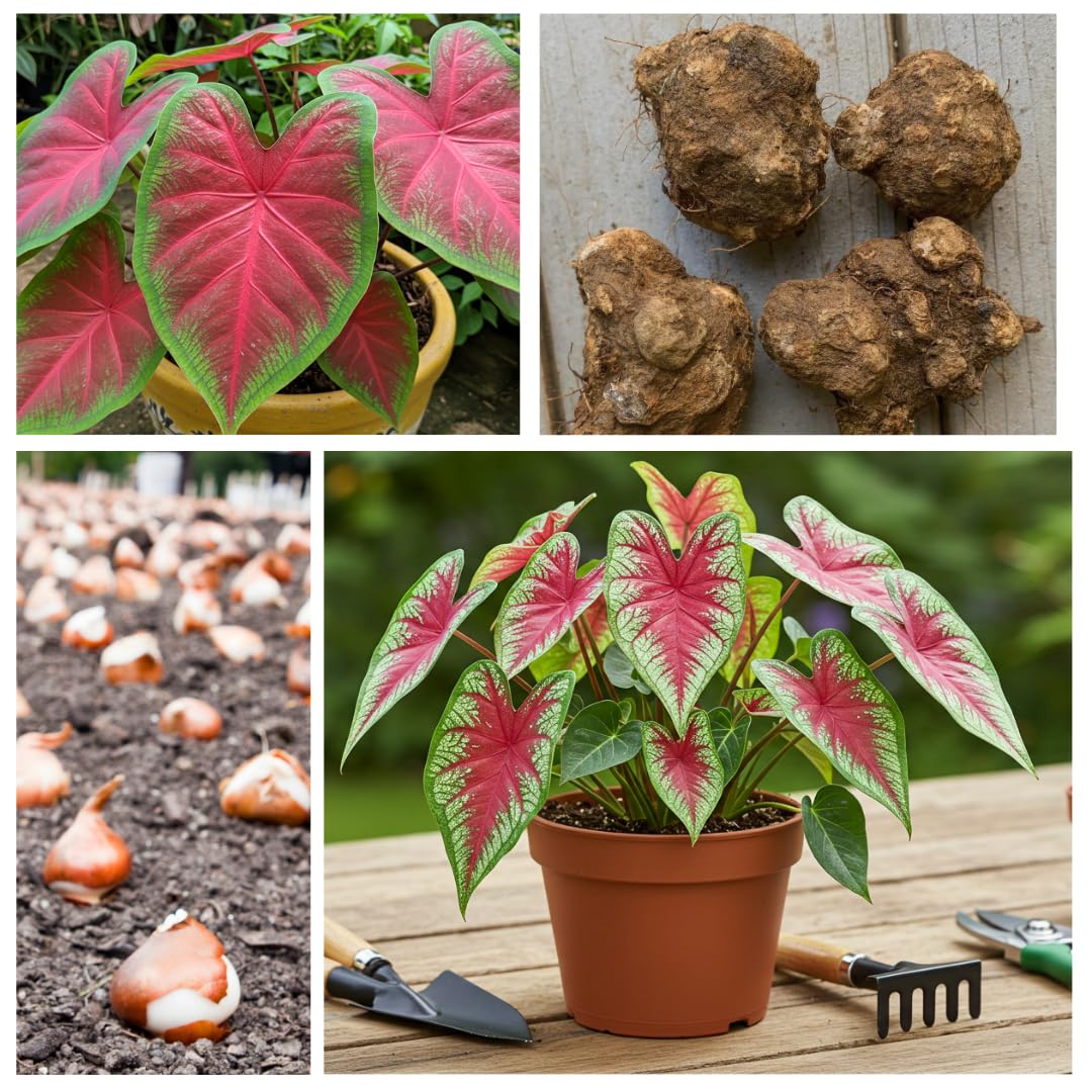 CZ Grain Dragon Heart Caladium Bulbs in warm soil promoting growth.
