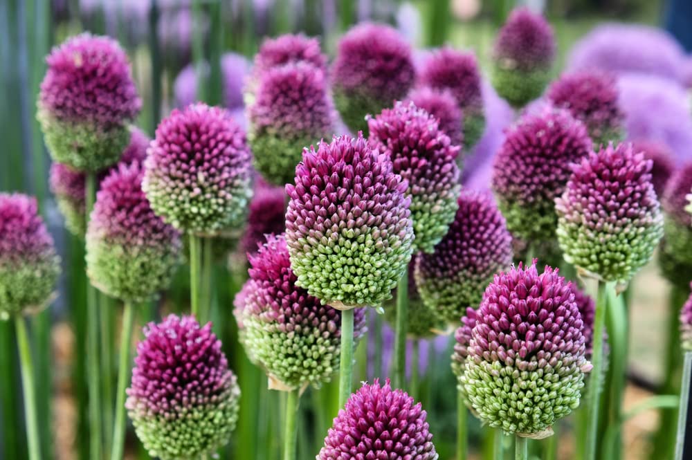 CZ Grain Drumstick Allium bulbs bloom into purple globe clusters for spring color.