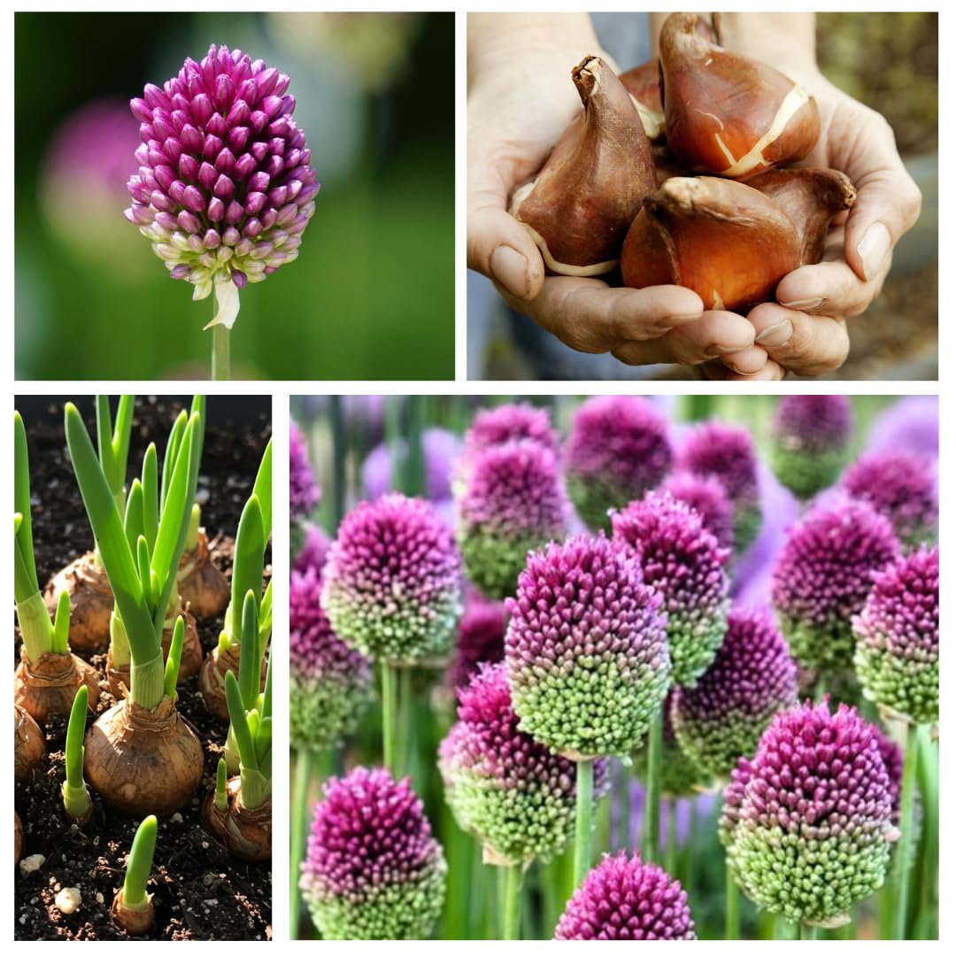 CZ Grain Drumstick Allium bulbs in a pack ready for planting.