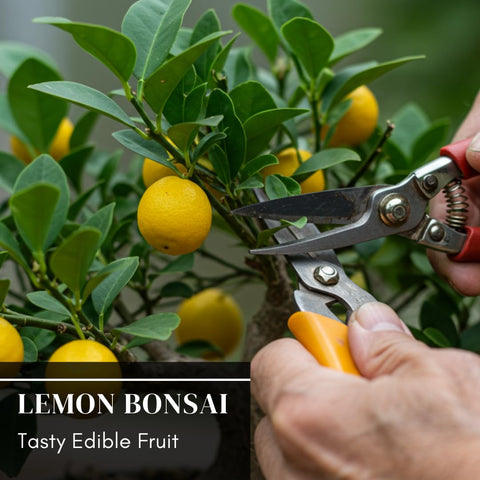 CZ Grain Dwarf Lemon Bonsai Seeds lemon fruit close-up on thriving tree