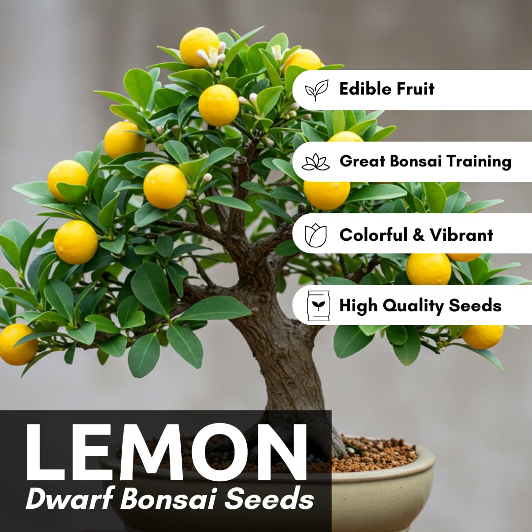 CZ Grain Dwarf Lemon Bonsai Seeds seedling growth in a small pot