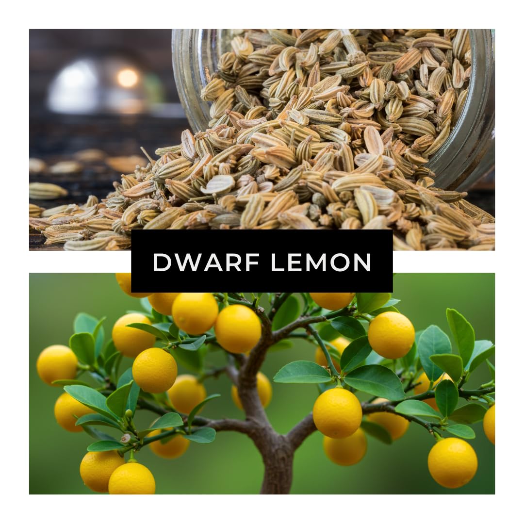 CZ Grain Dwarf Lemon Bonsai Seeds germination stage with early sprouts