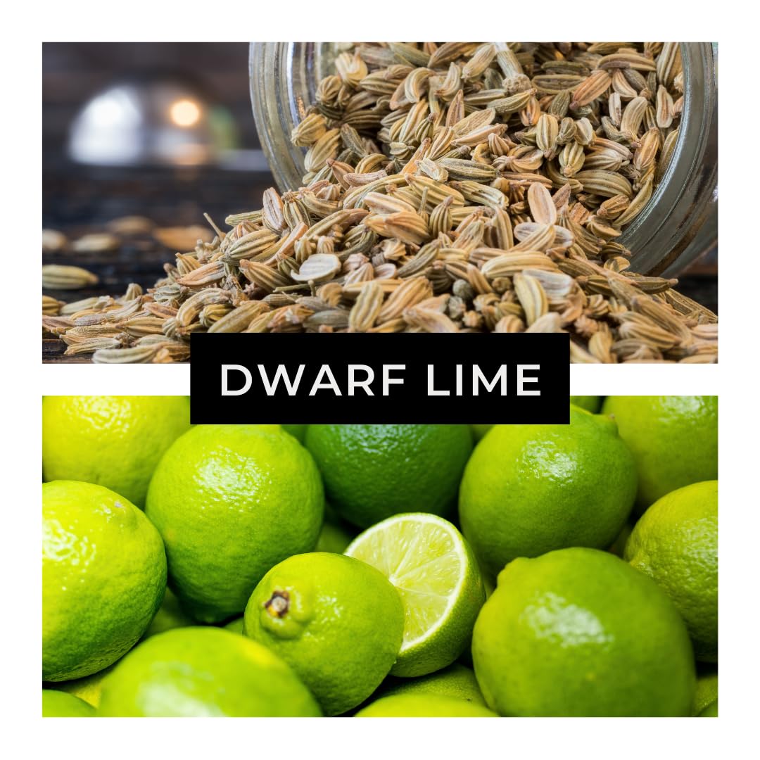 CZ Grain Dwarf Lime Seeds envisioned as a compact lime bonsai