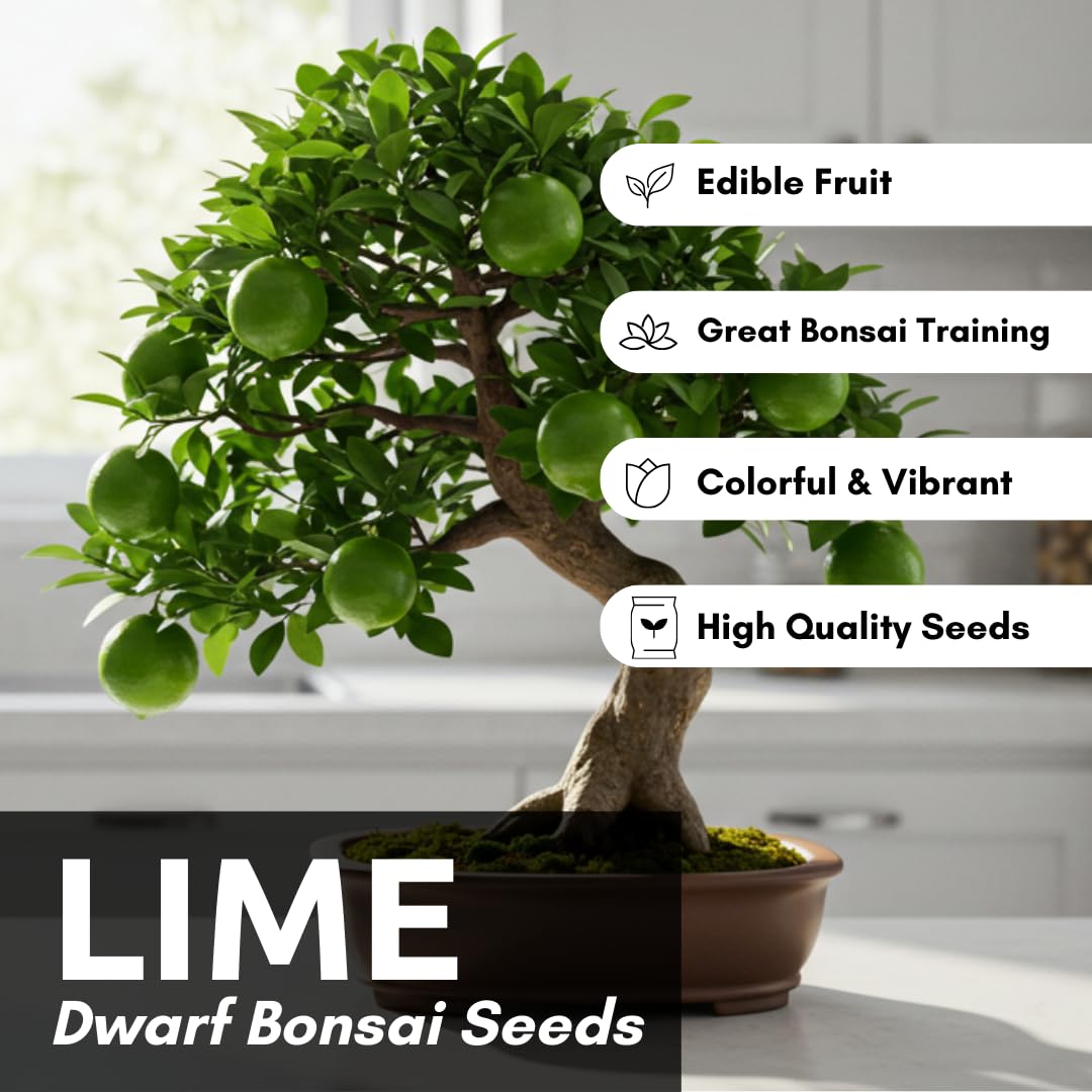 CZ Grain Dwarf Lime Seeds germinating to start your lime tree