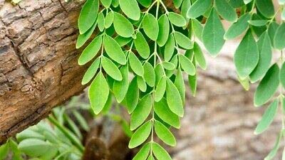 CZ Grain Dwarf Moringa leaves close-up, ideal for cooking and flavor.