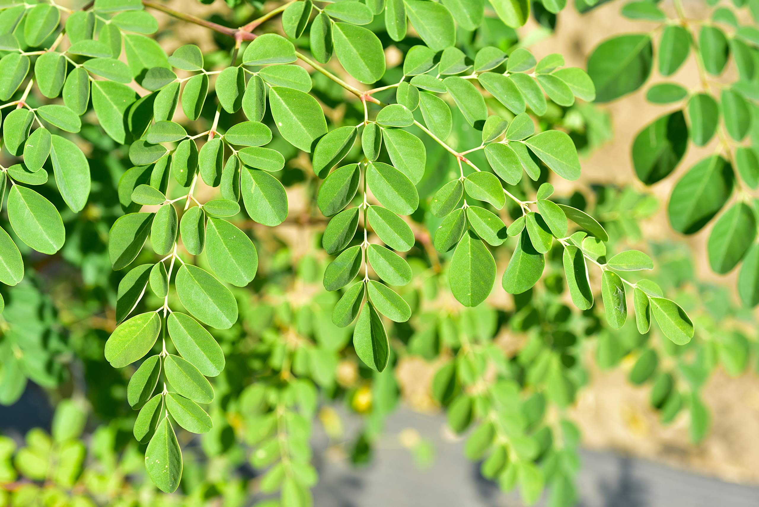 CZ Grain Dwarf Moringa seed pack for home gardening and fresh greens.