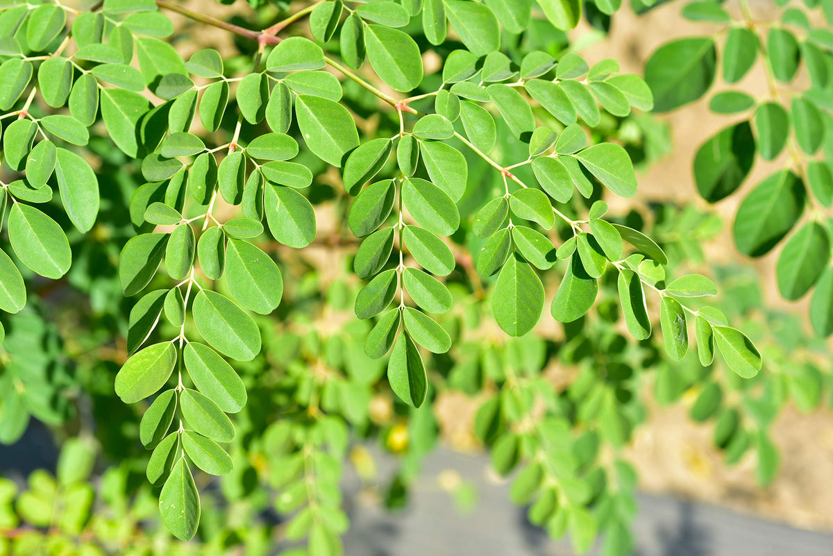 CZ Grain Dwarf Moringa seed pack for home gardening and fresh greens.