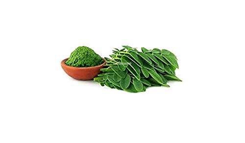 CZ Grain Dwarf Moringa tree growth showing a compact, versatile plant.