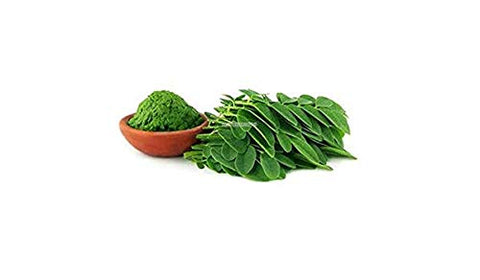CZ Grain Dwarf Moringa tree growth showing a compact, versatile plant.