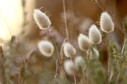 CZ Grain Easy grow bunny tails indoors for indoor greenery and seasonal decor.