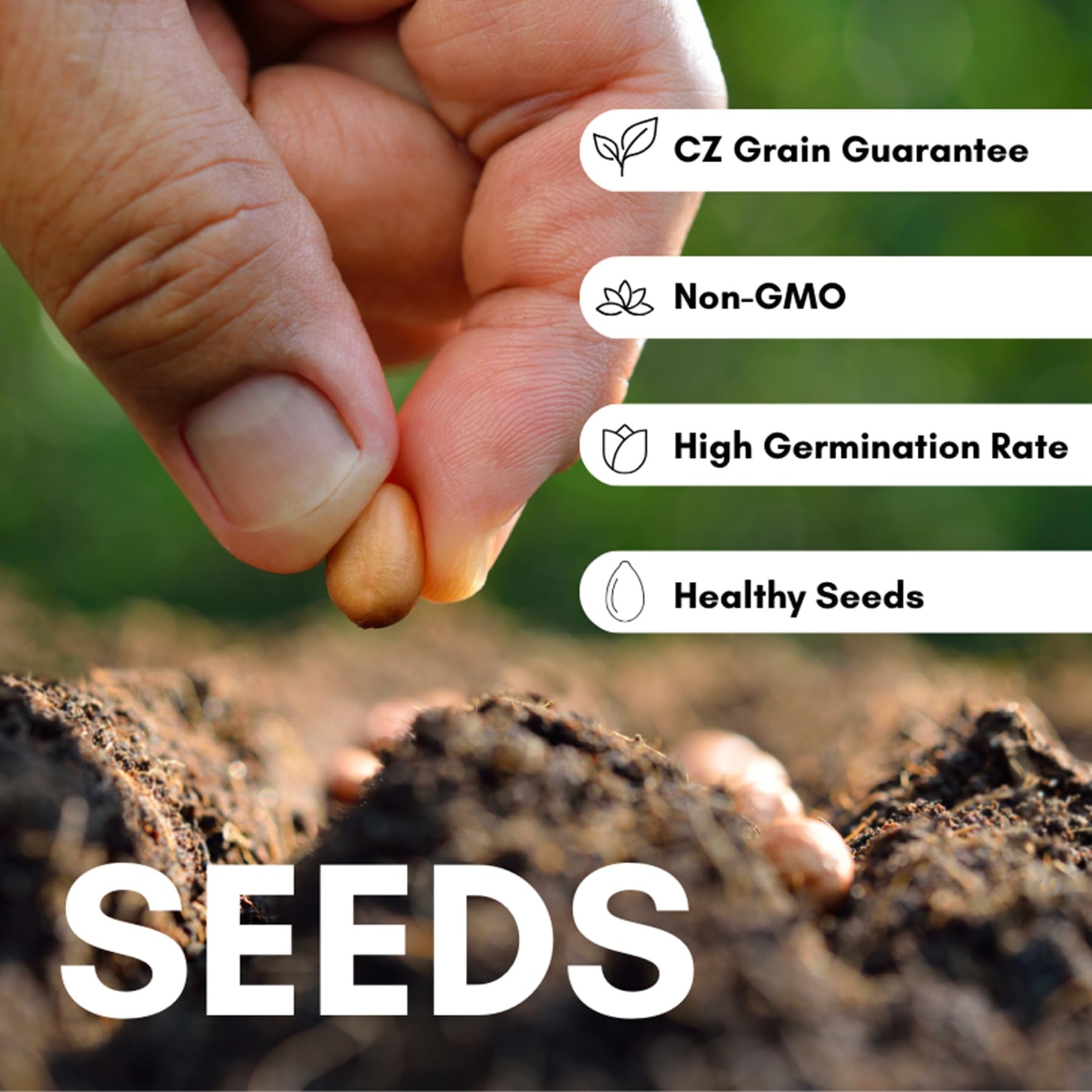 CZ Grain Elephant Grass forage ready, support for livestock and tortoises