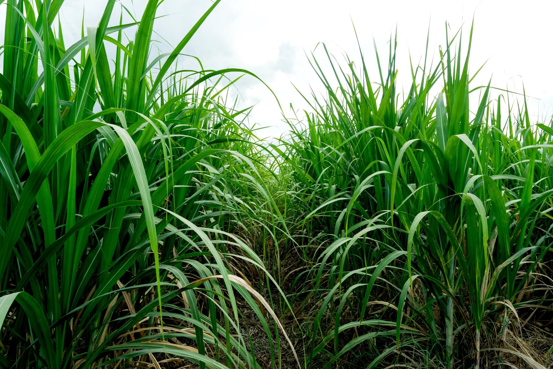 CZ Grain Elephant Grass seeds spread on soil showing germination potential