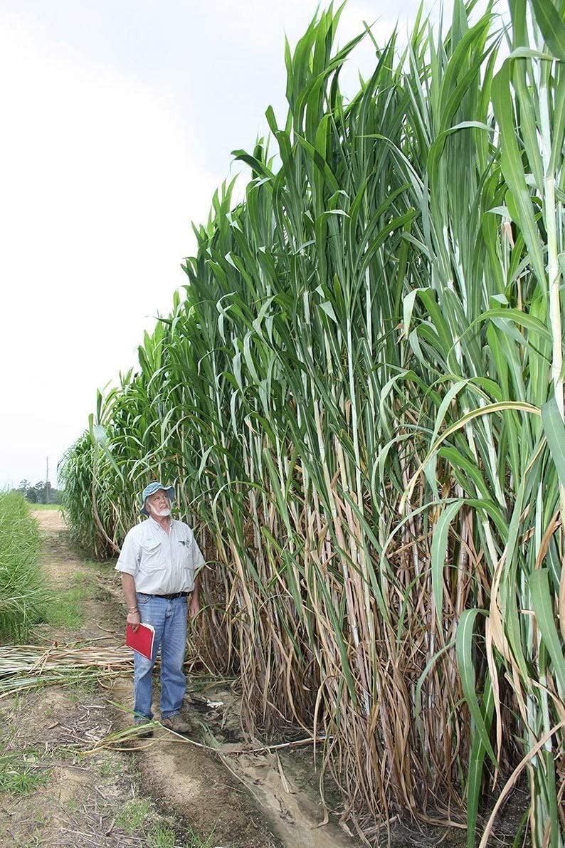 CZ Grain Elephant Grass seeds packet for tall privacy screen and ornamental growth