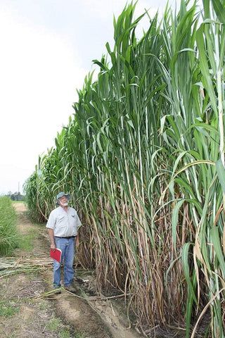 CZ Grain Elephant Grass seeds packet for tall privacy screen and ornamental growth