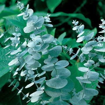 CZ Grain eucalyptus seeds for planting, 50-pack, perfect for fresh greenery in bouquets.
