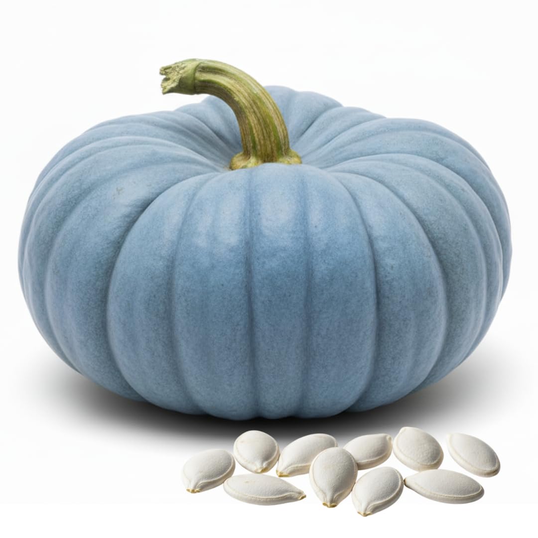 CZ Grain Exotic blue pumpkin seeds ready for planting in autumn garden