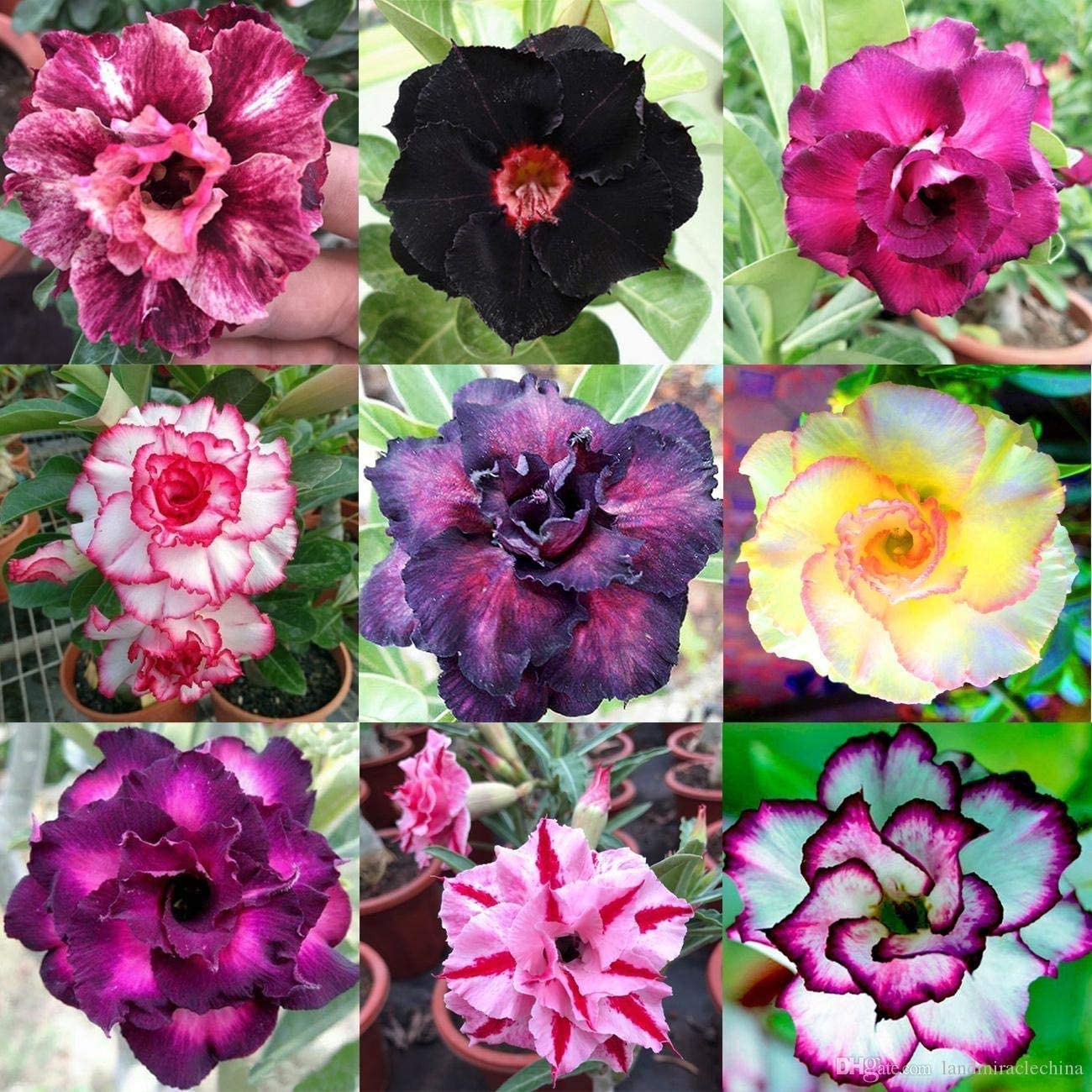 CZ Grain exotic bonsai desert rose display, adds living art to indoor spaces.
