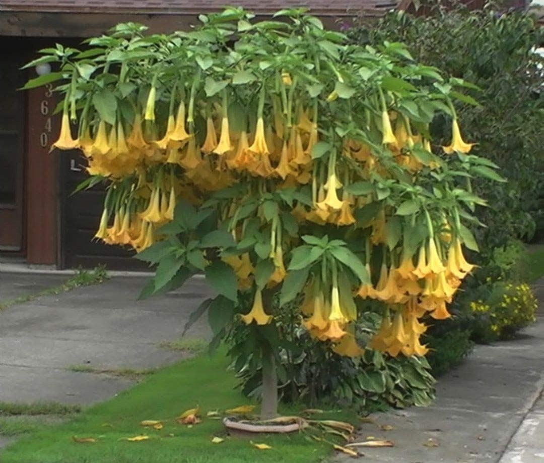 CZ Grain Exotic Yellow Trumpetbush seeds pack reveals vibrant blooms for colorful borders.