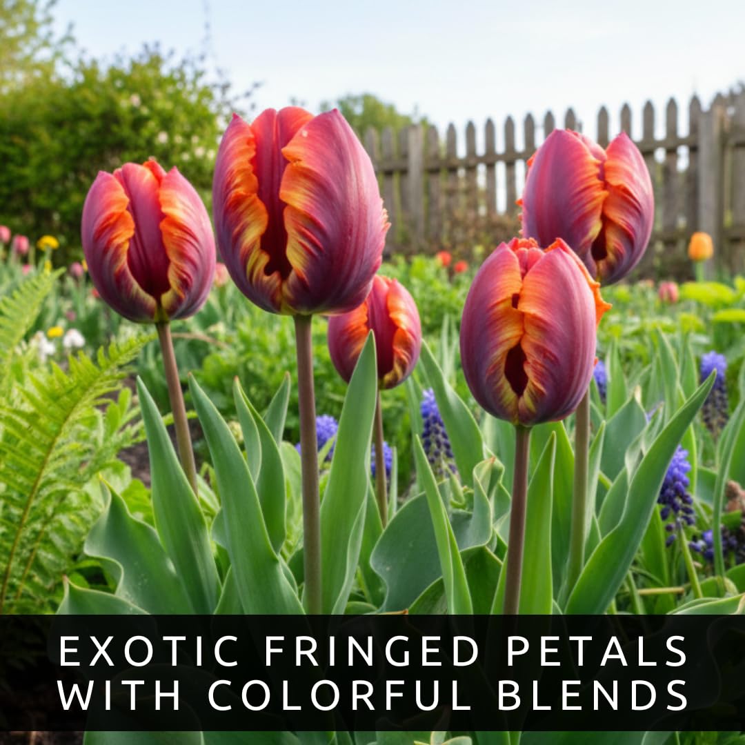 CZ Grain Fall planting unlocks spring color and weeks of garden delight