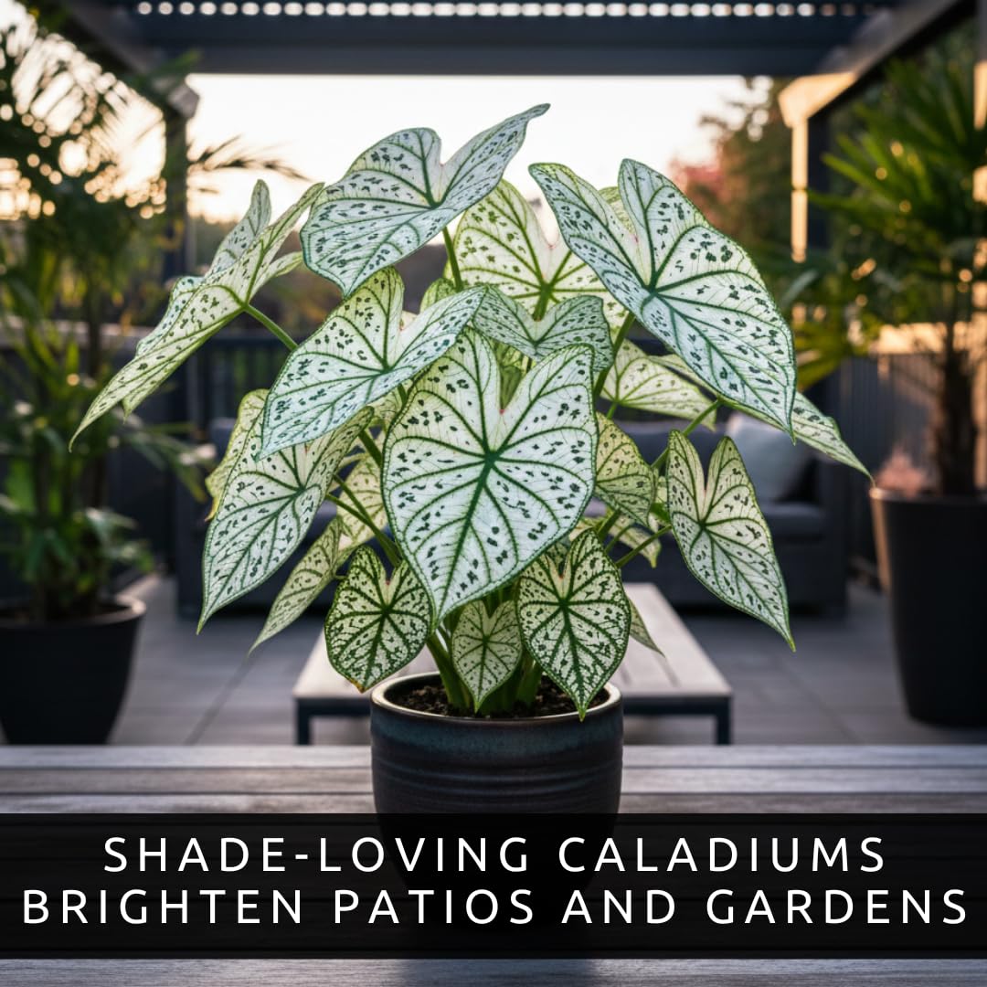 CZ Grain caladiums displayed in a container, bold leaves for container gardening