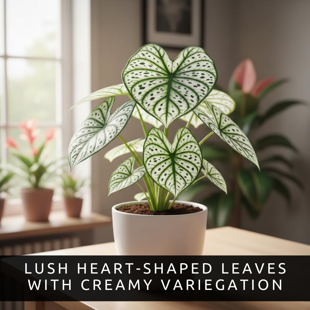 Caladiums from CZ Grain thriving in warm soil with lush color