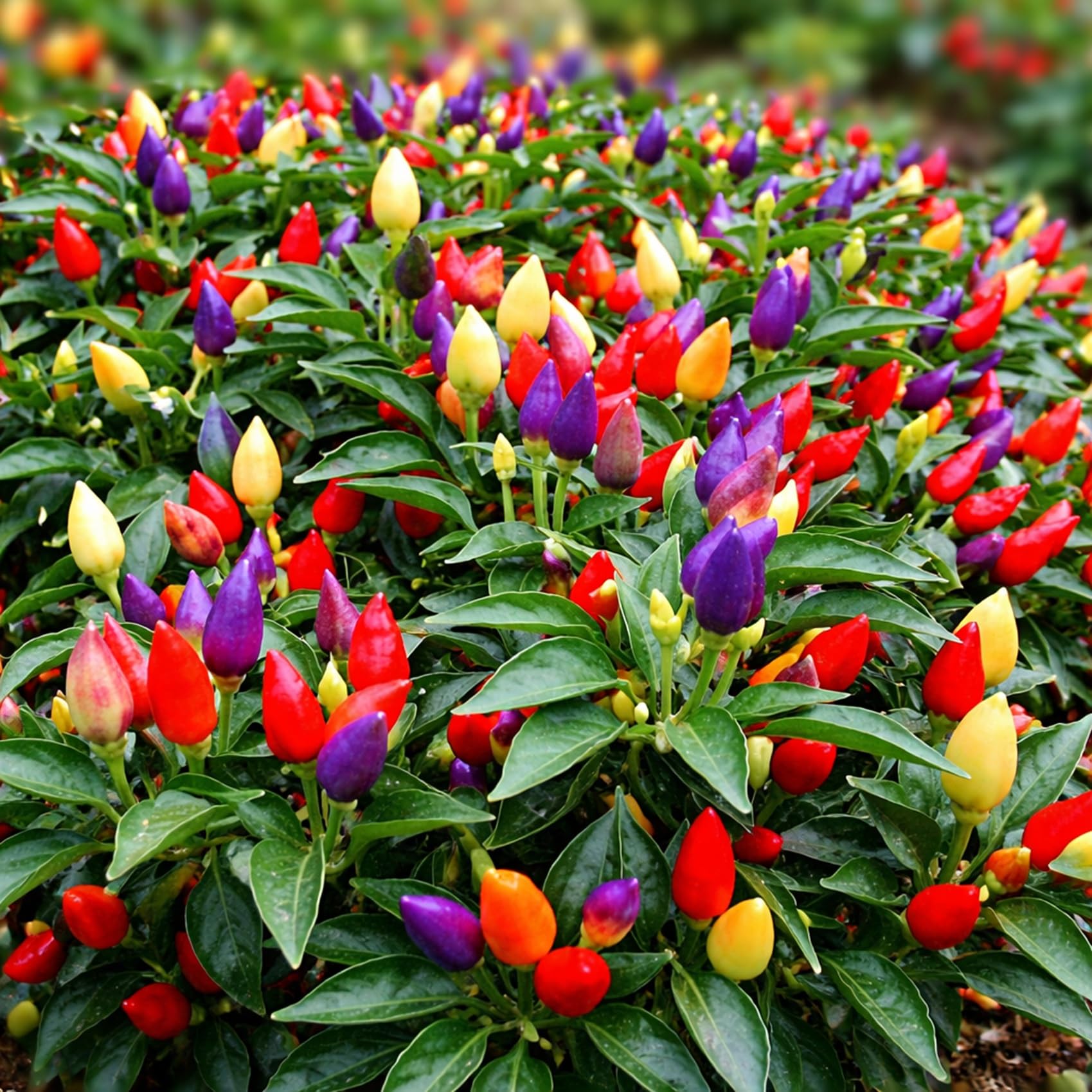 CZ Grain five-color peppers on a lush plant, perfect for a vibrant edible ornament.