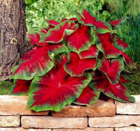 CZ Grain Florida Cardinal Caladium leaves in shade garden provide bold color