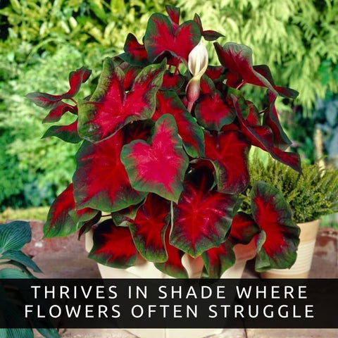 Florida Cardinal Caladiums red-green foliage ideal for container displays