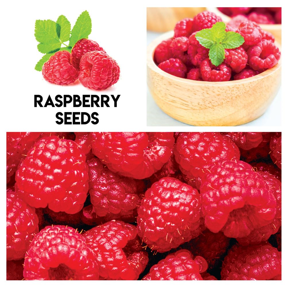CZ Grain fruit garden seeds kit multi pack for diverse growing