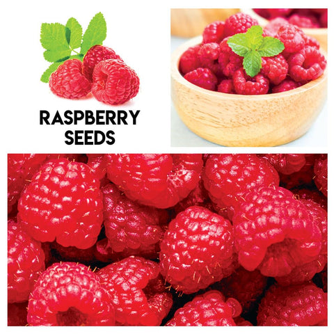 CZ Grain fruit garden seeds kit multi pack for diverse growing