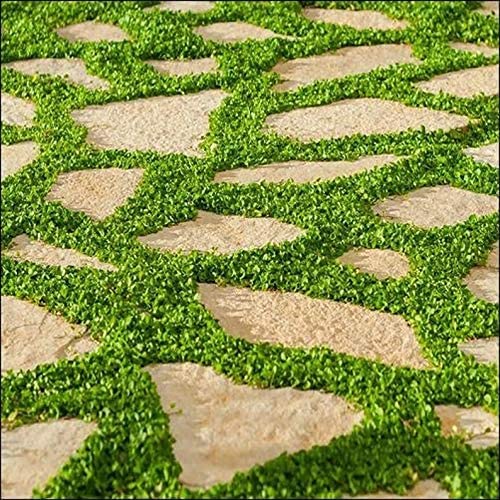 CZ Grain garden coverage dichondra vine spread demonstrates erosion control potential.