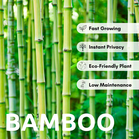 CZ Grain Giant Bamboo seeds show fast growth for quick garden privacy.