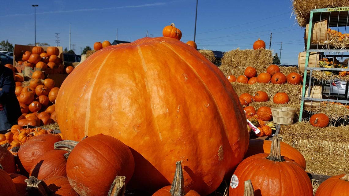 CZ Grain giant pumpkin seeds on soil signal a large harvest