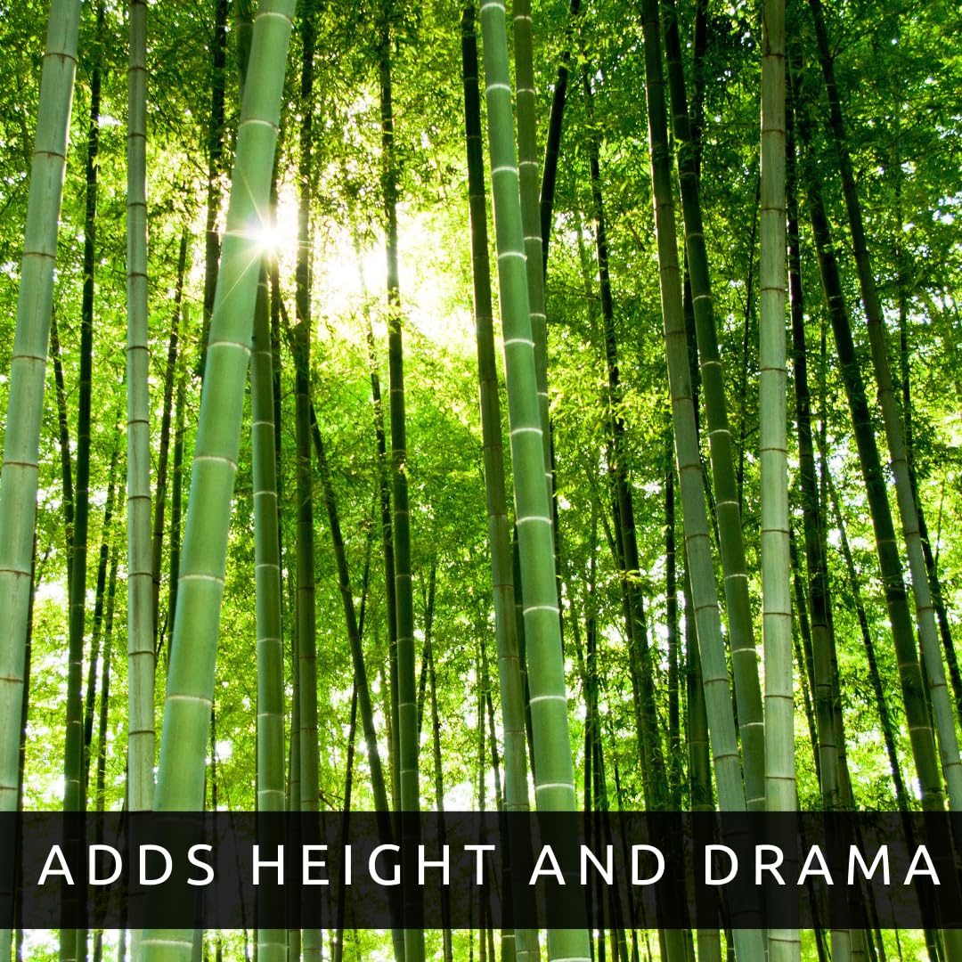CZ Grain exotic bamboo adds dramatic landscape appeal to a garden