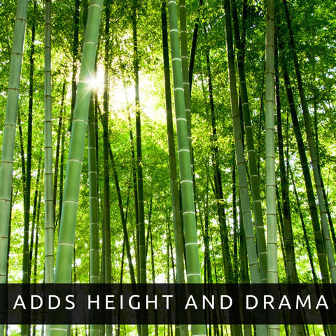 CZ Grain exotic bamboo adds dramatic landscape appeal to a garden