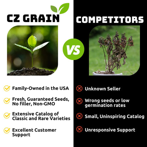 CZ Grain seedlings thriving in warm sun for rapid growth