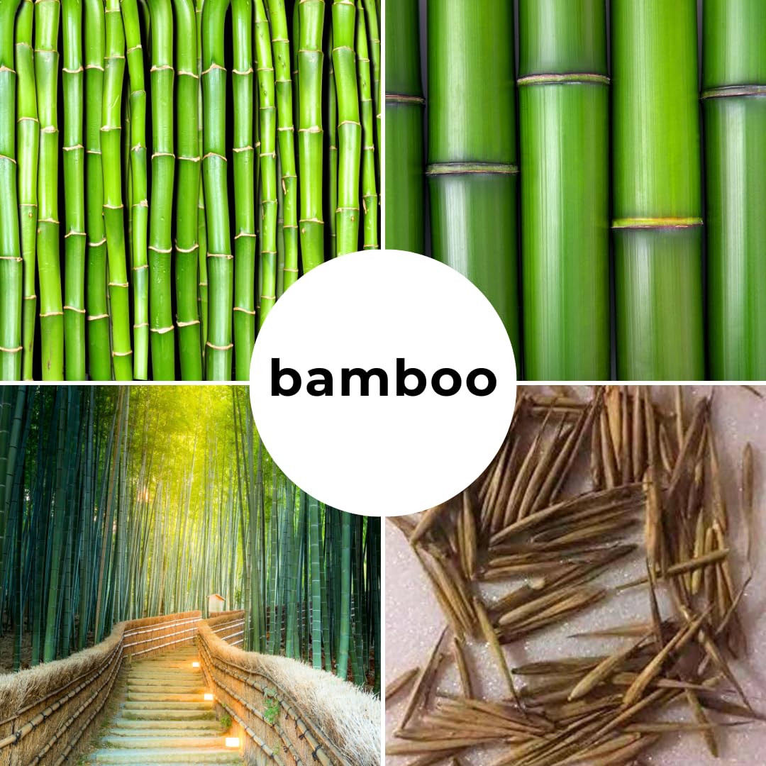CZ Grain giant timber bamboo seeds shown for indoor pot greenery