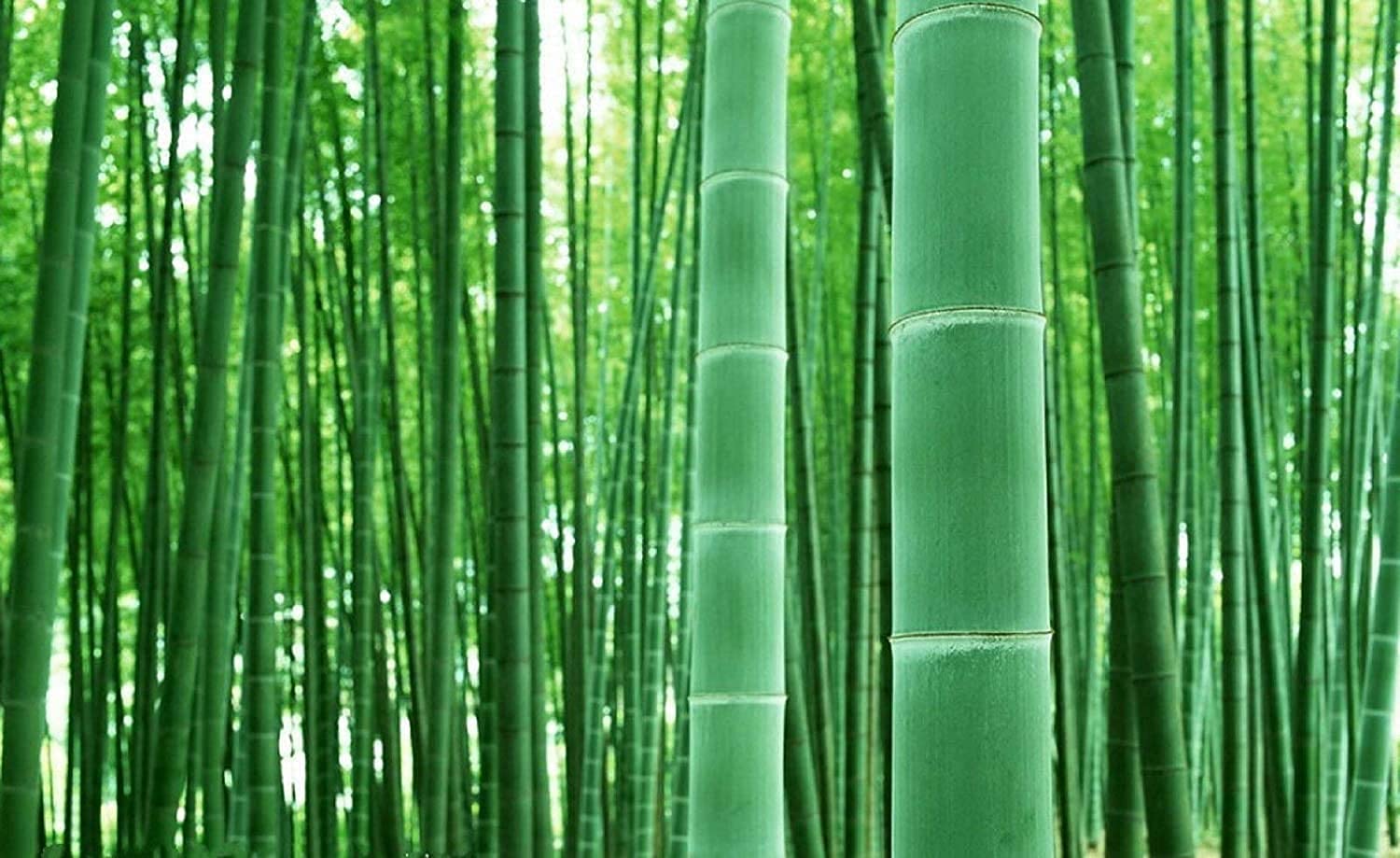 CZ Grain giant timber bamboo seeds ready to form a privacy hedge and screen space