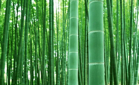 CZ Grain giant timber bamboo seeds ready to form a privacy hedge and screen space