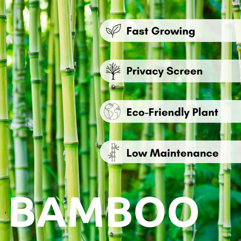 CZ Grain bamboo seeds sprouting into a windbreak for outdoor privacy