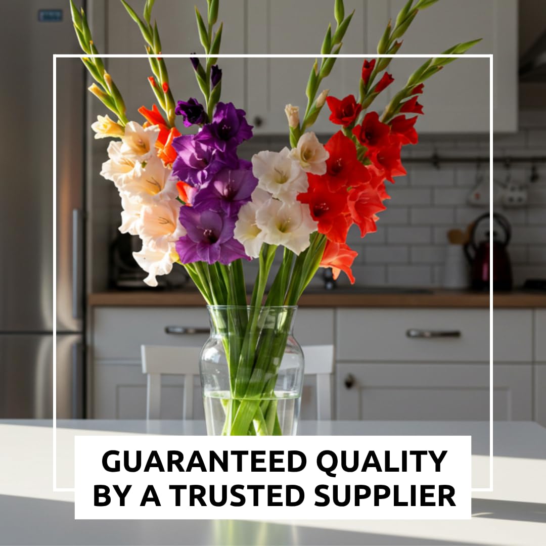 CZ Grain Gladiolus bulbs border planters add vertical color to landscape beds.
