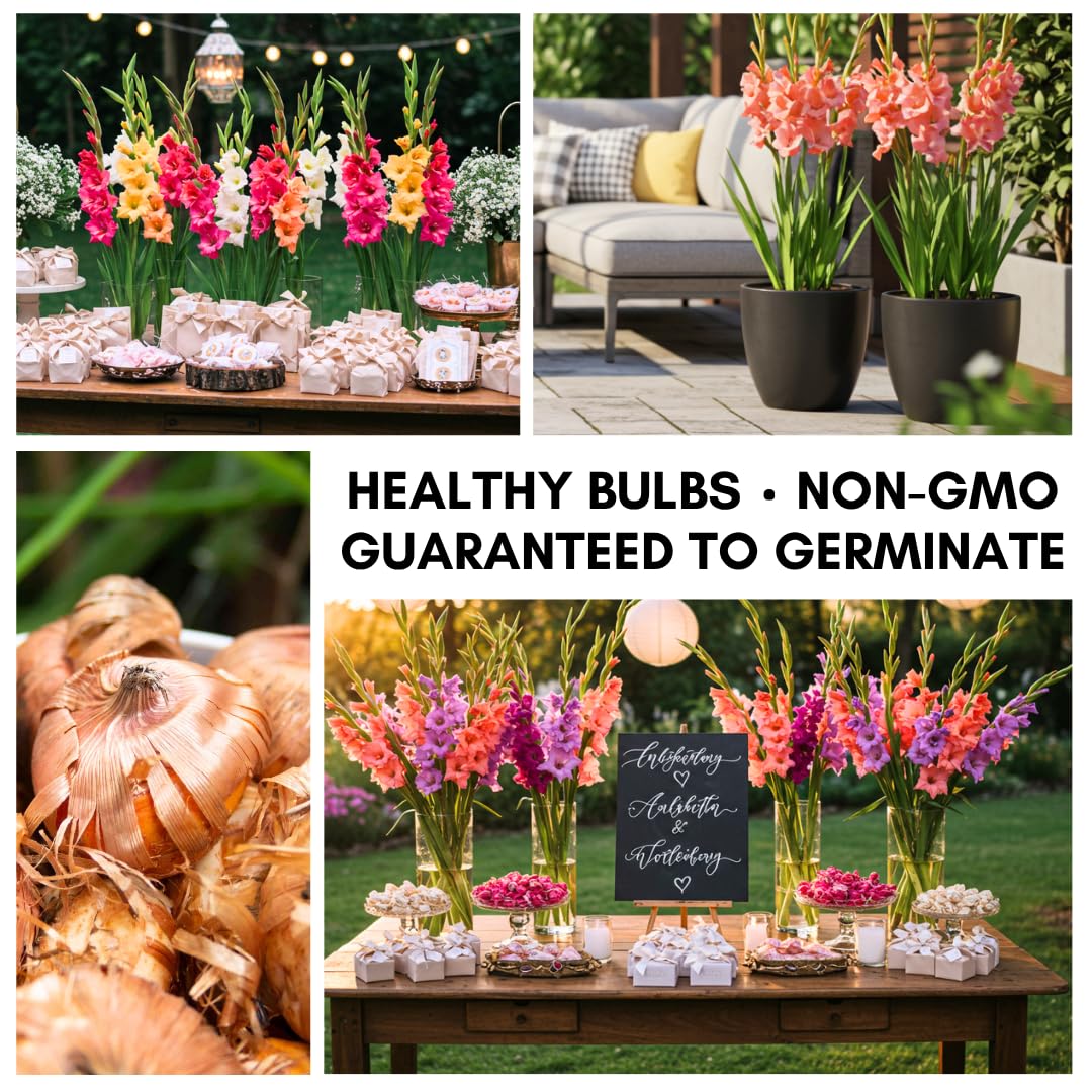 CZ Grain Gladiolus bulbs four-pack closeup shows sturdy corms ready for quick planting.
