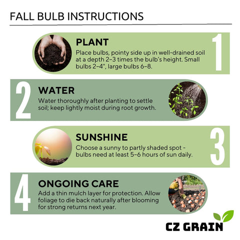 CZ Grain Gladiolus bulbs full-sun growth delivers easy care with strong germination potential.