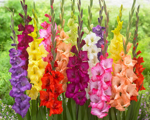 CZ Grain gladiolus bulbs mixed colors create vibrant garden blooms.