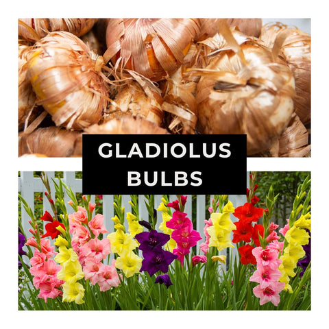 CZ Grain gladiolus in container adds height and color.