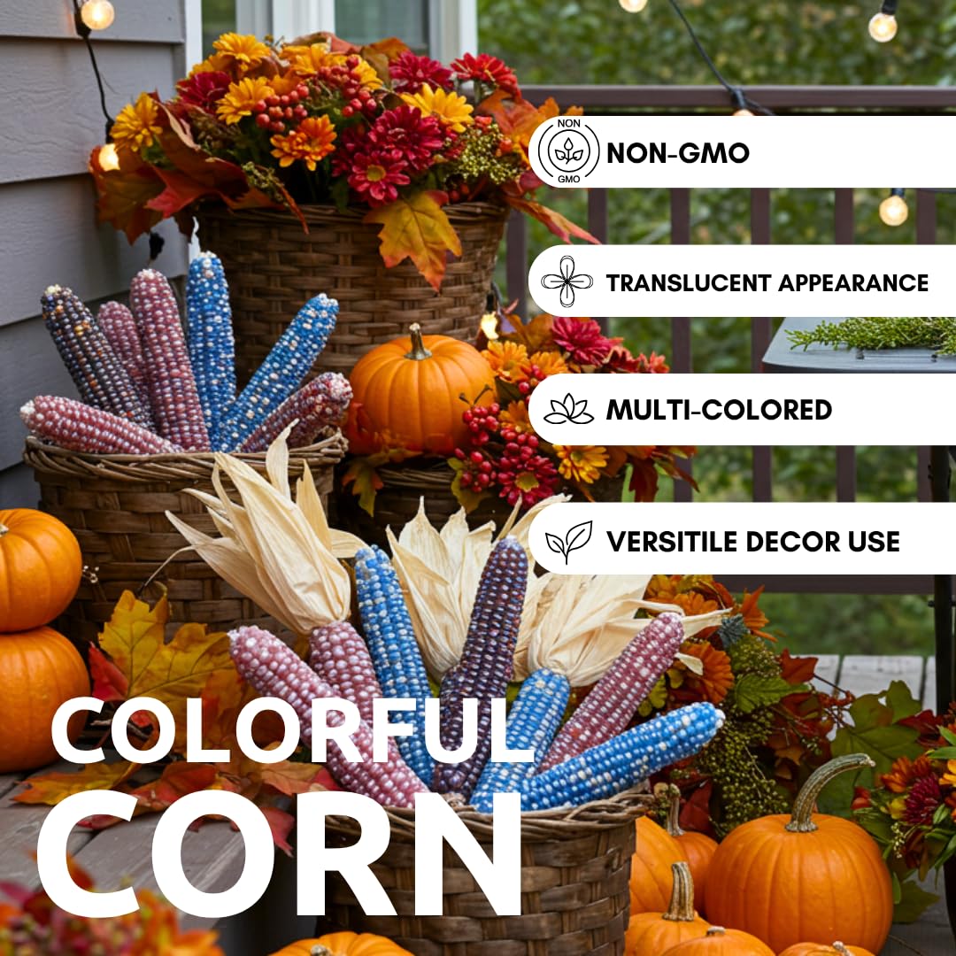 Close-up of Glass Gem corn kernels showing vibrant colors for garden ornamentation