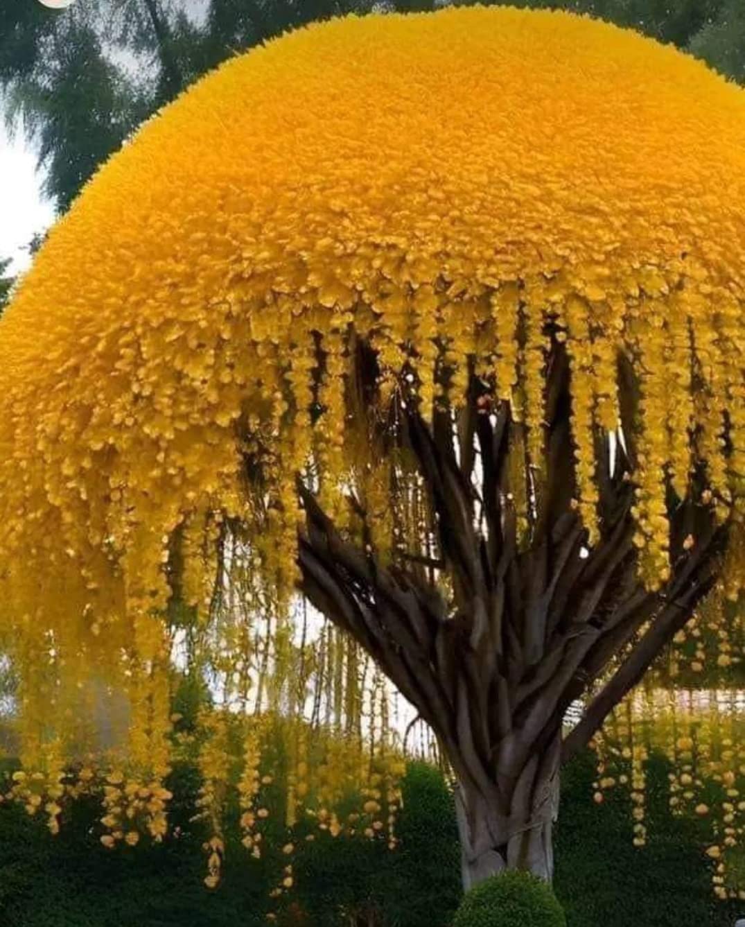 CZ Grain Golden Shower Tree seeds 10-pack, ideal for creating a focal garden feature