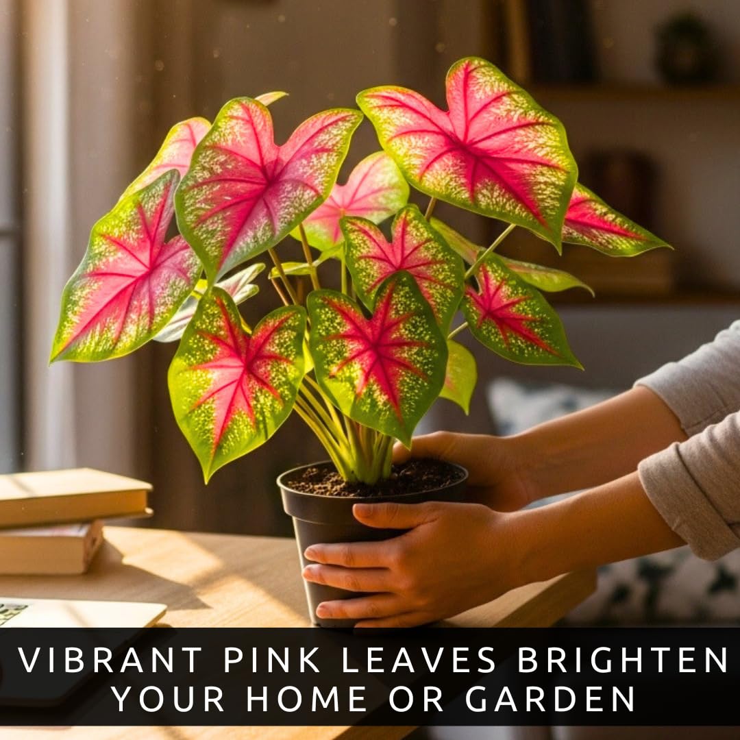 CZ Grain Pink Princess Caladium in hanging basket adds curb appeal.